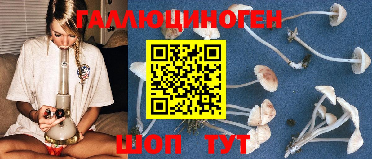 Псилоцибиновые грибы мицелий  Орск  Псилоцибиновые грибы GOLDEN TEACHER 